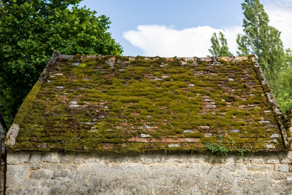 Moss covered Roof On Stone Building