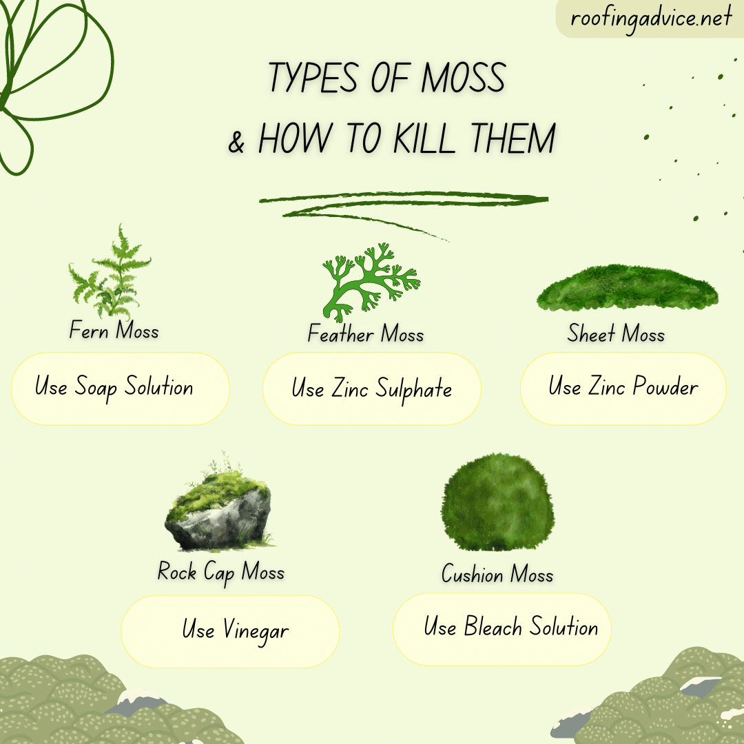 Types of Moss and how to kill them 