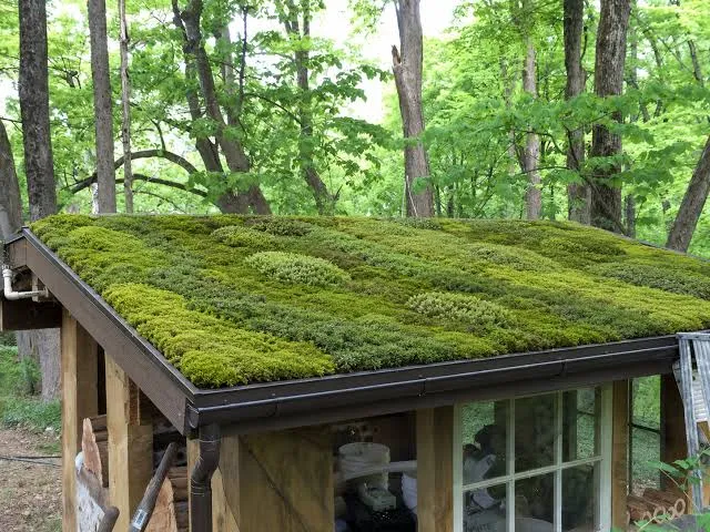 Best Moss Killer for Roof [2024 Guide]