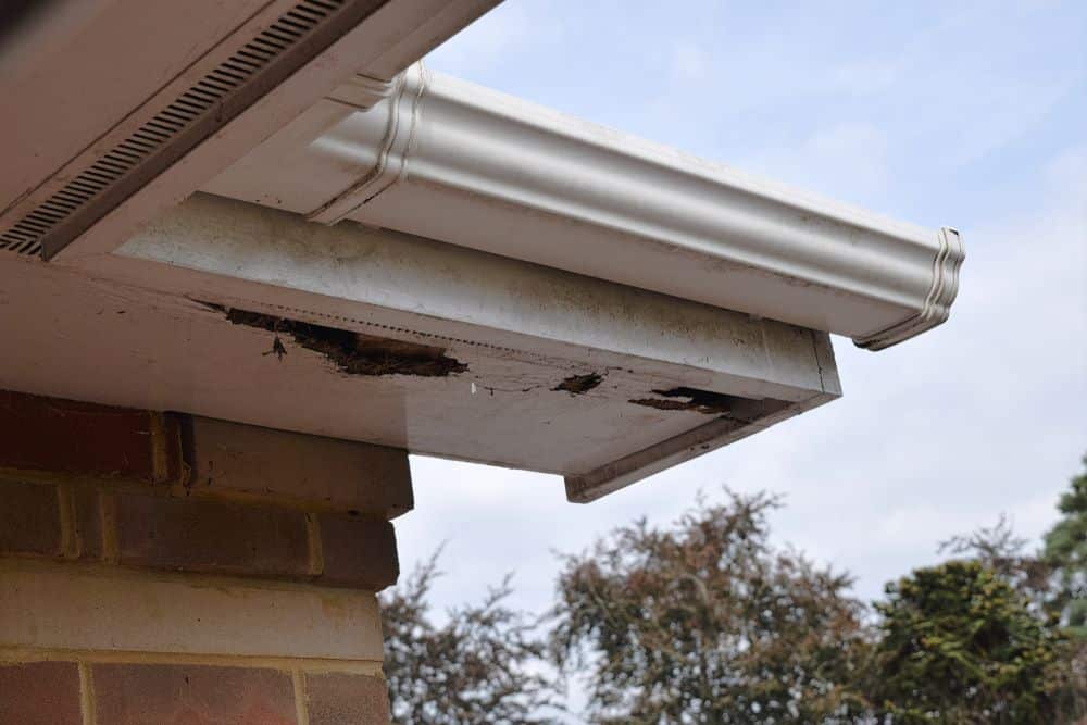 Rotten wood on roof soffits guttering above and brick wall below Sky and trees in background