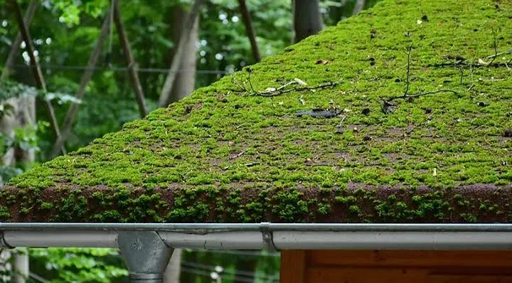 How To Clean Moss Off the Roof