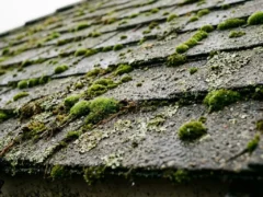 How To Deal With Green Moss on Roof Shingles?