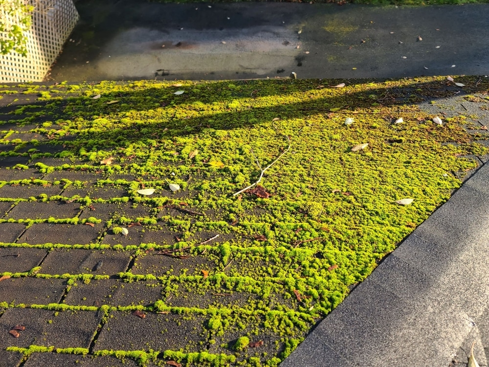 Mold Mildew And Moss Growing On An Old Roof 