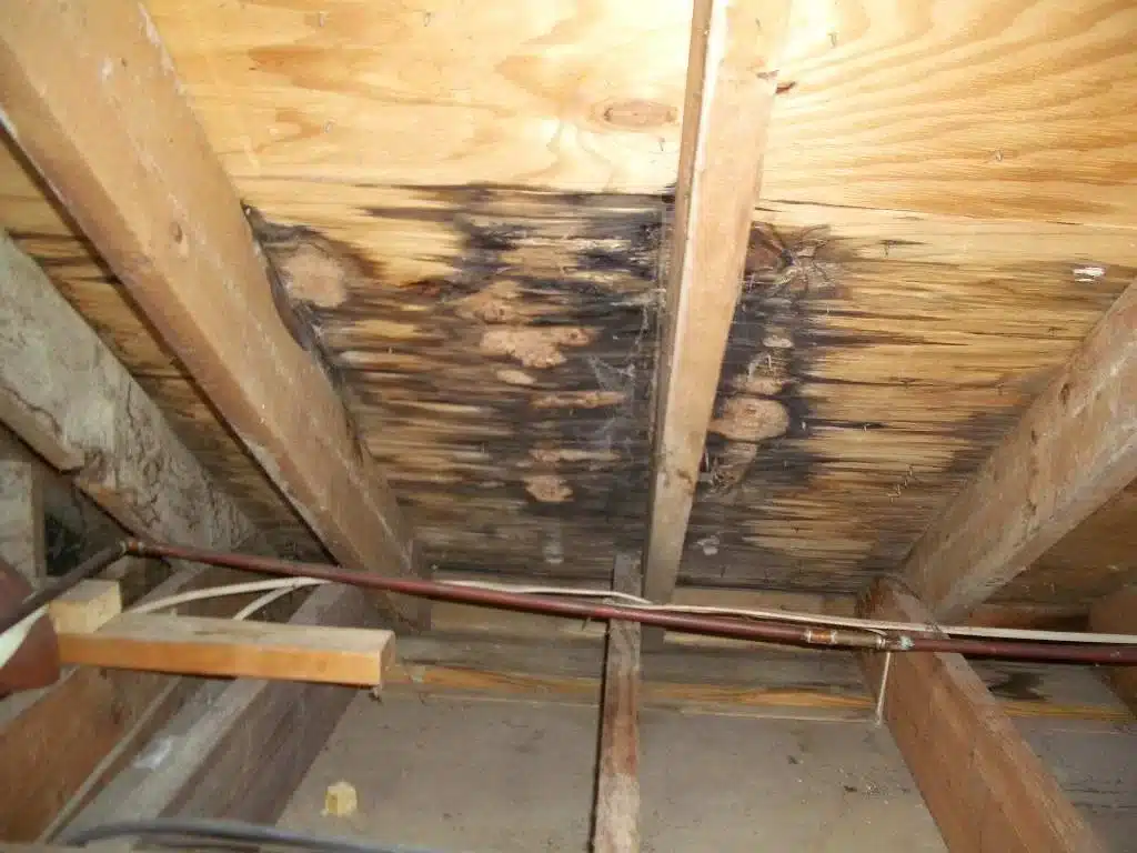 Wooden beams showing water damage and mold growth in attic