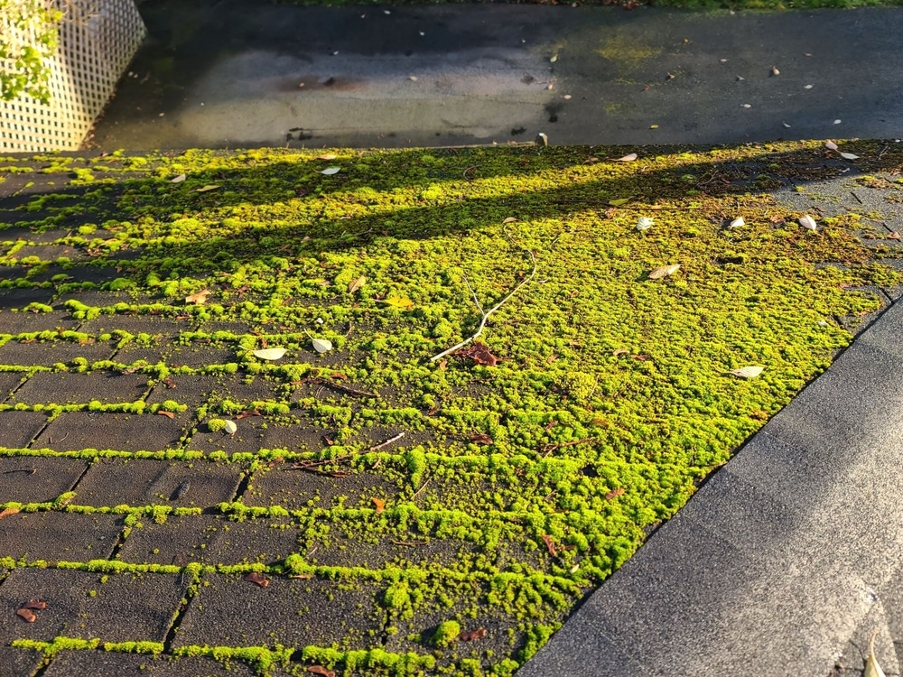 Mold Mildew And Moss Growing On An Old Roof